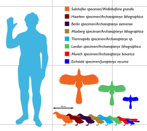 Archaeopteryx sizes ranging between about 25 and 50 cm long and between 25 and 60 cm in wingspan