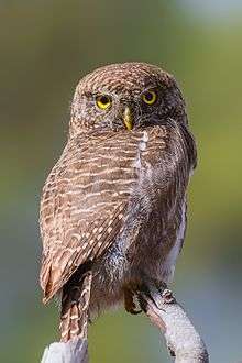 Asian barred owlet