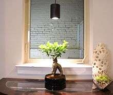 A small ficus plant being grown under a black LED light fixture emitting warm white light.