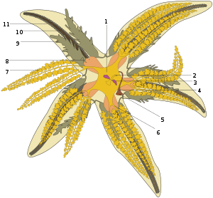 Diagram of starfish anatomy