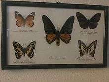 Mounted Butterflies