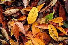 Fallen leaves covering a patch of ground