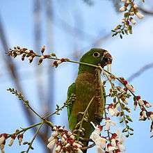 A green parrot with a red-green underside and white eye-spots