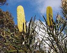 A yellow cylindrical flower spike emerging from dark green foliage on the left, and a greenish cylindrical flower spike emerging from dark green foliage on the right