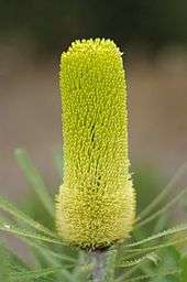 A broader yellow cylindrical flower spike with a clear border halfway up it