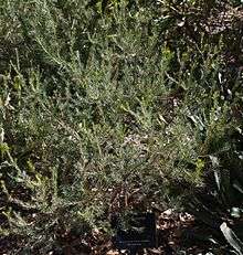 A shrubby fine-foliaged bush is part-backlit by sunlight.