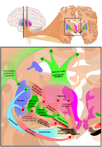 At the top, a line drawing of a side view of the human brain, with a cross section pulled out showing the basal ganglia structures in color near the center.  At the bottom an expanded line drawing of the basal ganglia structures, showing outlines of each structure and broad arrows for their connection pathways.