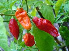 Fresh Bhut jolokia