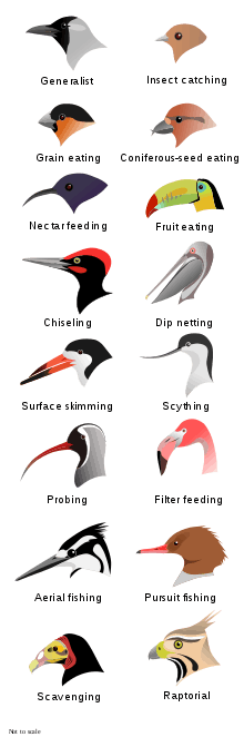  Illustration of the heads of 16 types of birds with different shapes and sizes of beak