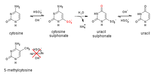 When treated with sodium bisulfite, cytosine is converted to uracil, while methylated cytosine is unaffected.