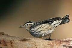 small black-and-white bird with prominent white eyebrow on a branch