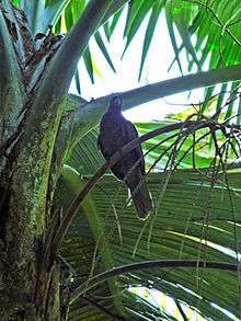 A brown parrot