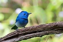 Black Naped Monarch