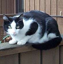 A black-and-white cat on a fence