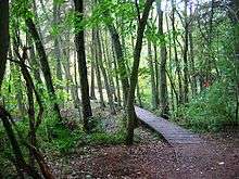 a boarded path in a forest