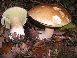 Two mushrooms with brown caps and light brown stems growing on the ground, surrounded by fallen leaves and other forest debris. One mushroom has been plucked and lies beside the other; its under-surface is visible, and is a light yellow colour.