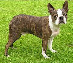 "A brown and white dog turns to face the camera. Its ear's stand up on top of its head."