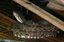 Bothrops asper - Tortuguero1.jpg