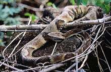 Bothrops jararaca 1.jpg