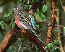 A purple parrot with a pink underside, blue-edged wings, and black wings with white-edged feathers