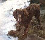 "A brown spaniel faces the camera in the snow."