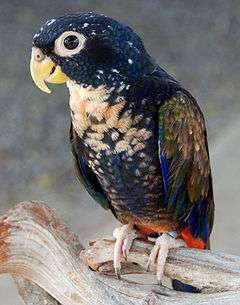 A blue parrot with a beige throat and speckles extending across the underside, brown wings with blue-edges, and a red underside of the tail