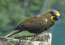 A gray parrot with yellow marks above and below the beak, yellow streaks on the nape, and brown wings