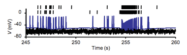 Trace of oxytocin-sensitive neuron showing a few bursts as extremely dense collection of spikes in voltage