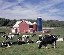 black and white spotted cows grazing in a field, with a red barn and house in the background, and a tree line further behind