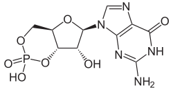 Skeletal formula of cyclic guanosine monophosphate