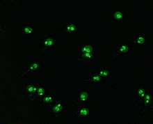 Crithidia luciliae. Kinetoplast and nucleus are stained green