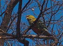 A yellow-green parrot with green wings and orange underside