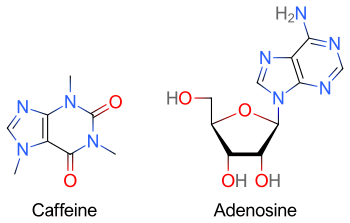 Two skeletal formulas: left – caffeine, right – adenosine.