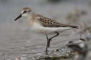 Small bird with long legs standing at water's edge