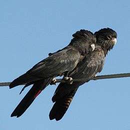 A black parrot with a crest and males have small, white spots on their head and neck