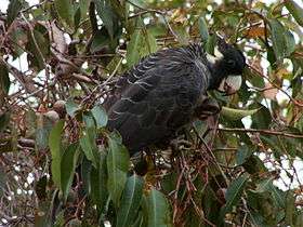 A brown parrot with a crest, and a white back-of-the-neck and beak