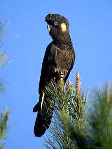 A brown parrot with a crest and white cheeks