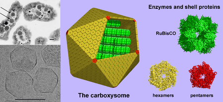 protein-enclosed bacterial organelles with electron microscope image, and drawing of structure