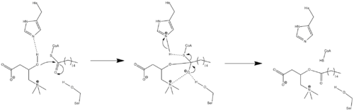 An arrow-pushing mechanism for the action of carnitine palmitoyltransferase.