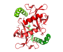 A small dimer representing the structures of two toxin molecules is associated with the c-terminal domains of the associated antitoxin molecules in the ccdAB addiction module.