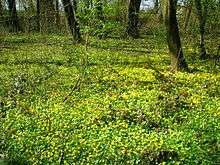 Lesser celandine carpeting a forest floor in spring