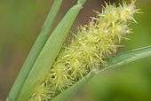 Seed pods of Cenchrus Tribuloides are attached in pods to a terminal inflorescence