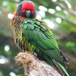 A green parrot with a red forehead, yellow streaks on the underside, and a brown underside