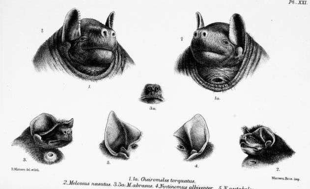 Example of a gular gland in a male black bonneted bat