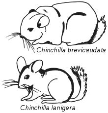 sketch drawings of Chinchilla brevicaudata and Chinchilla lanigera, emphasizing the distinct features of each species. brevicaudata is shown excessively fat or fluffy and lanigera mouse like with a perky tail