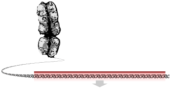 A chromosome unravelling into a long string of DNA, a section of which is highlighted as the gene