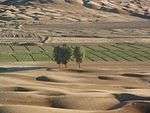 Photo of crops, trees, and sand dunes.