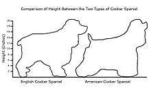 A diagram showing the difference in heights and body shapes of two dogs