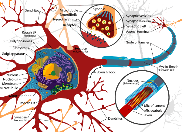 Complete labeled neuron.