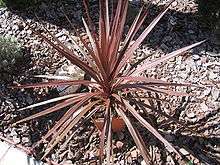 A potted plant with lots of red strap-like leaves growing in a pebble-covered garden bed